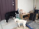 Maizie, Wilbur and Paddy - they just love each other.
