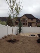 That's the Big October Glory Maple with fire pit in background