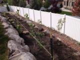 Fruit Trees and Grape Vines