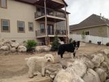 Maize and Paddy cannot believe how good the garden looks