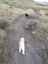 We have many trails of walks around this new home, we walk  our dogs at least once a day and usually on this trail which takes about an hour, it's just a few mins walk from this new home.