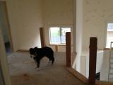 Maizie checks out the banisters on top floor