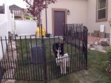 Dog section