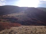 On a walk with the dogs later today, just 15 mins walk from new home