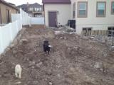 Maizie and Paddy checking out the Landscaping