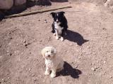 Maizie and Paddington in the fire pit