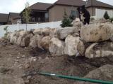 Maizie checking out the grapes, Plumb, Green and Red suppose to be seedless and juicy