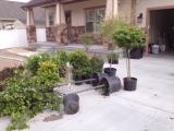 And we have to plant all of these today!