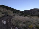 This photo of Maizie and Paddington on the walk is taken before the sun rises